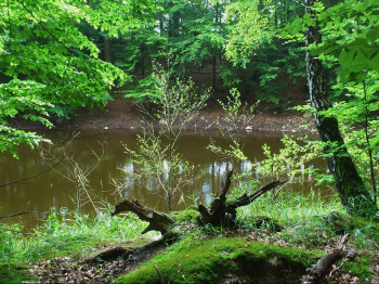 00034_Waldidyll_Heike Mofina.jpg